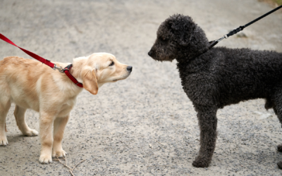 Best Retractable Dog Leash