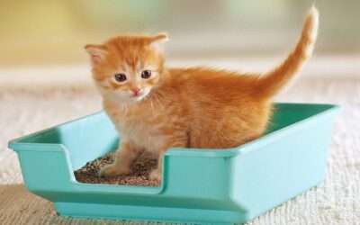 Best Cat Litter Sand Under ₹1000/- Pet Essential